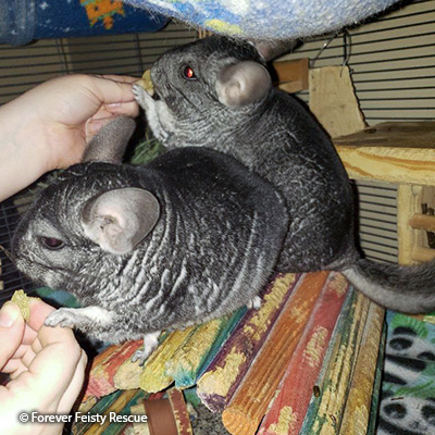 Belle & Pepper Belle & Pepper