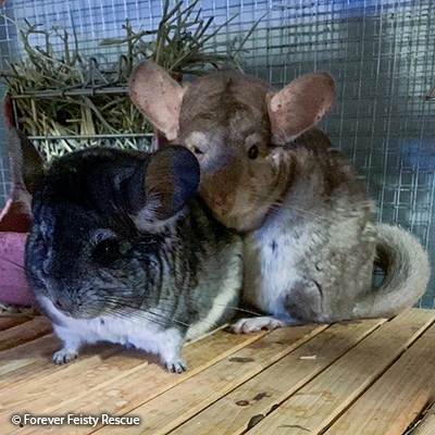 Ozzy & Toby Ozzy & Toby