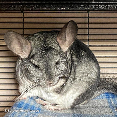 Chinchi Chinchi