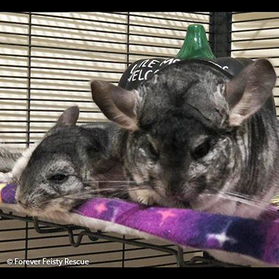 Gizmo and Goblin Gizmo and Goblin