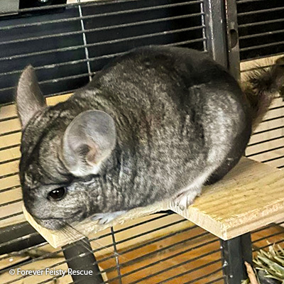 Josie Josie