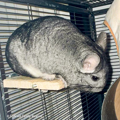Sara Sara