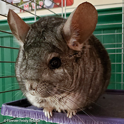 Thumper Thumper