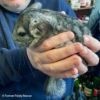 Tiny Tiny