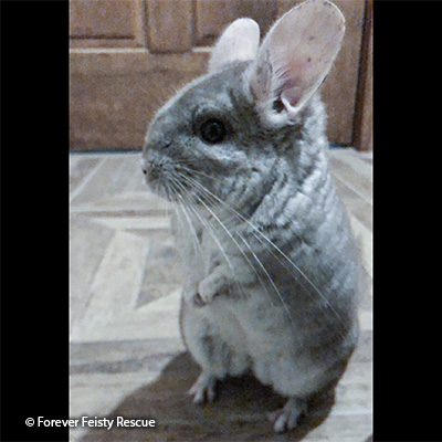 Chichi Chichi