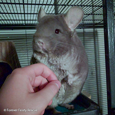 chinchilla adoptable