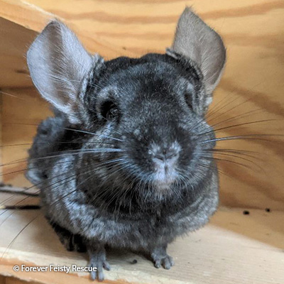 Thumper Black Thumper Black