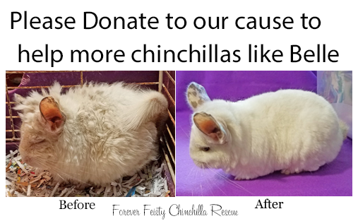 Chinchilla Rescue Forever Feisty Chinchilla Rescue Homeless Crisis