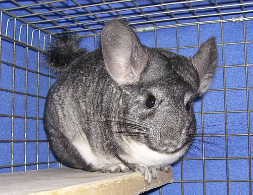 do chinchillas have health problems