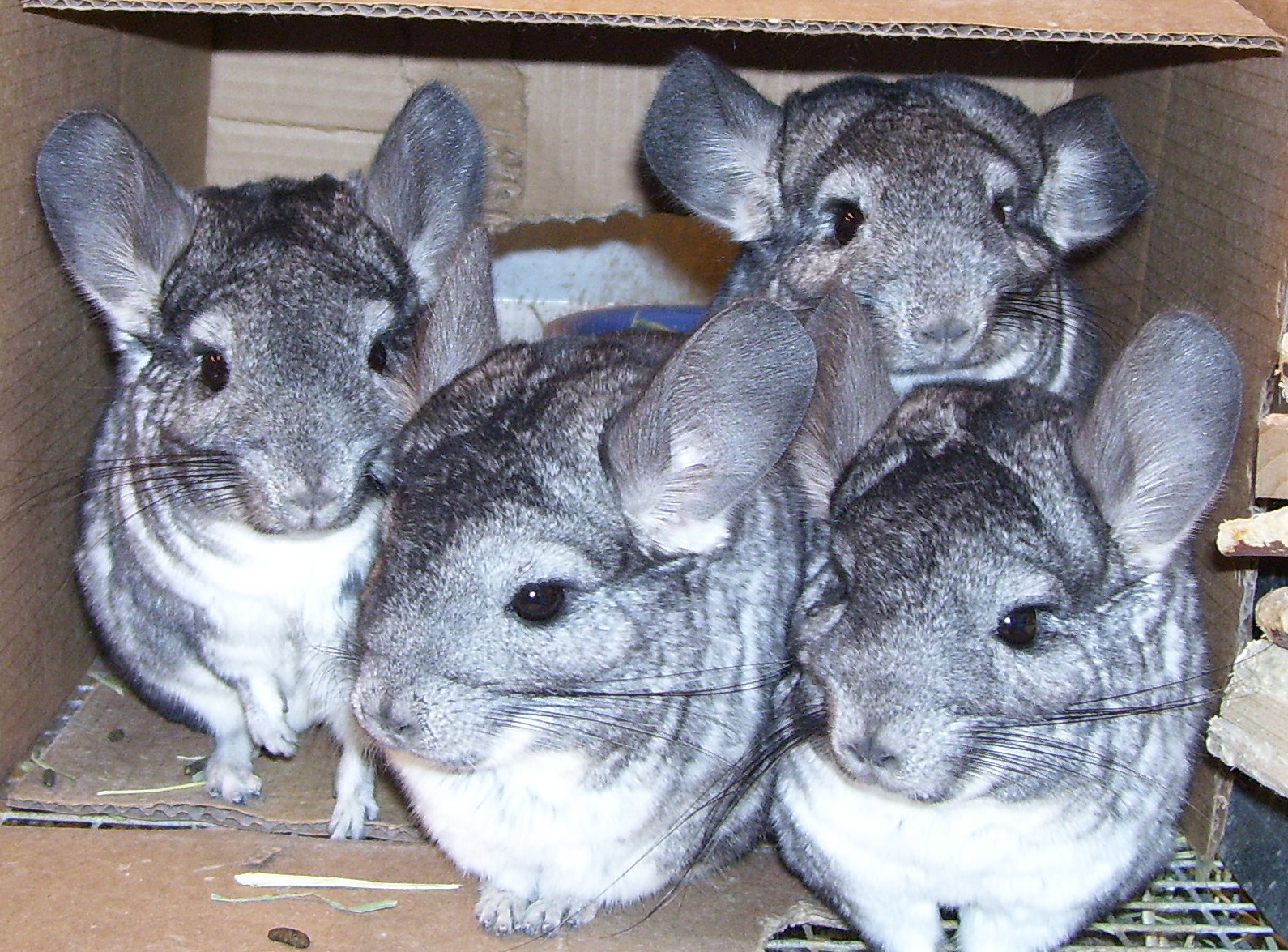 places that sell chinchillas