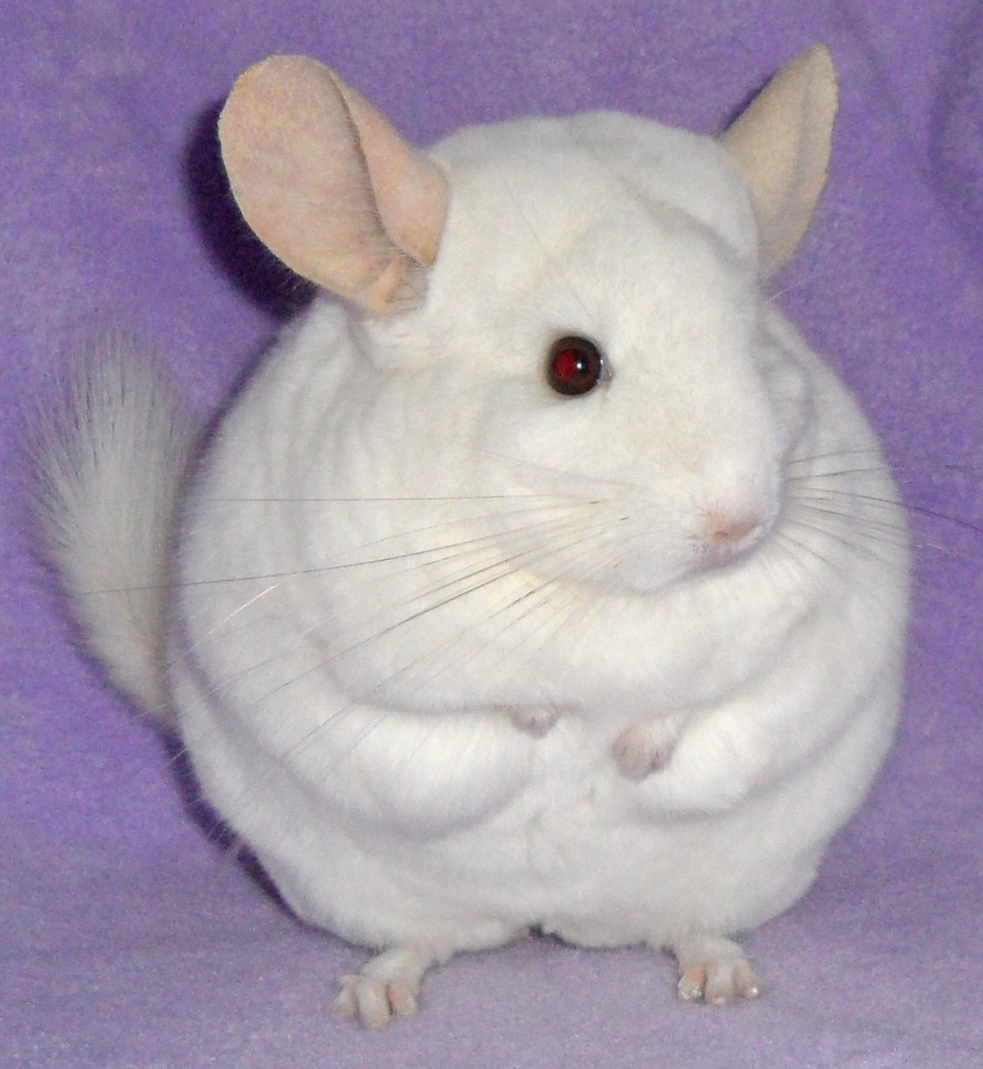 chinchilla for sale online