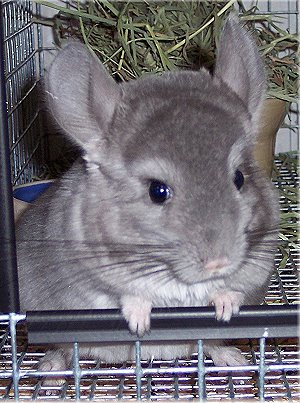 free chinchillas near me