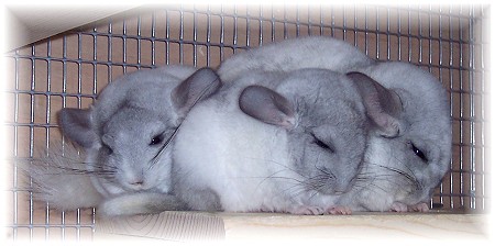 places to buy chinchillas near me