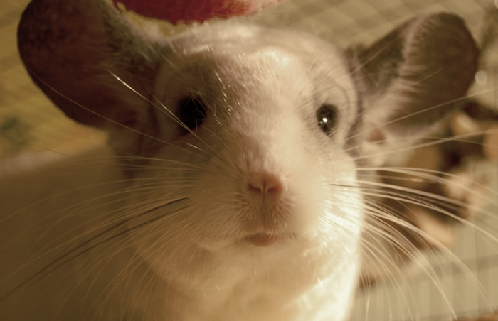 Are you right for a chinchilla?