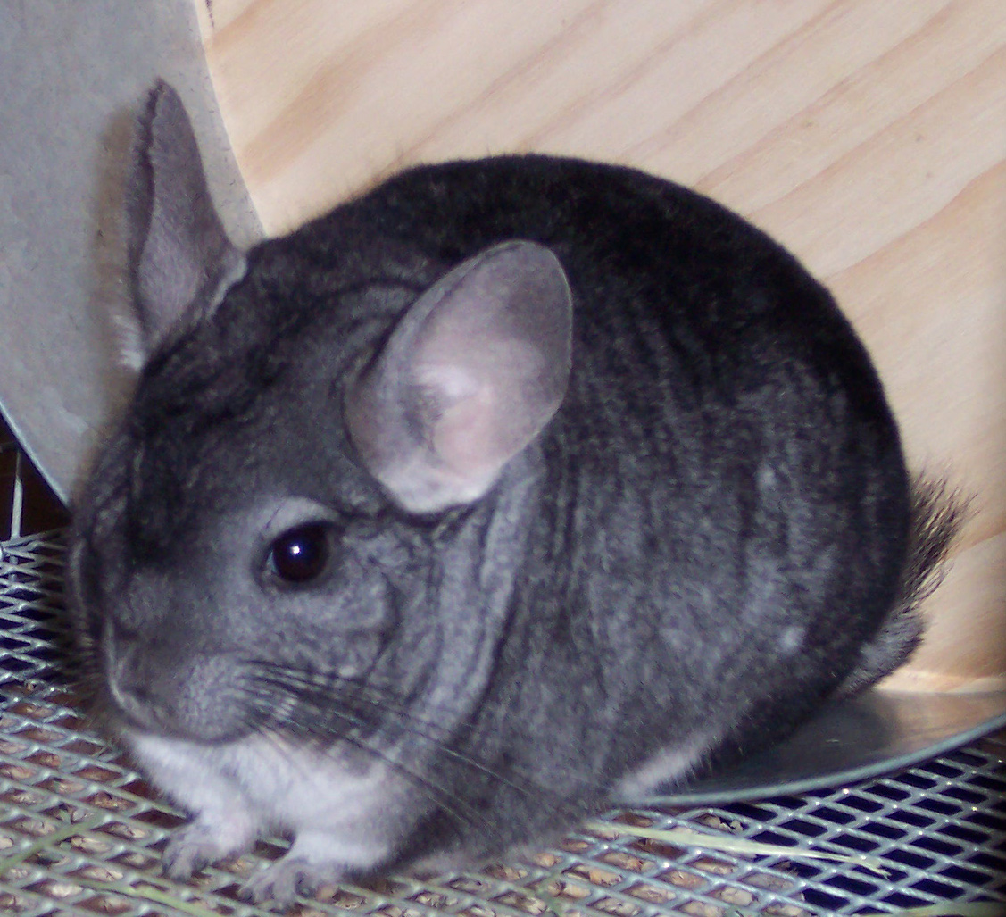 Forever Fiesty Chinchilla Rescue 